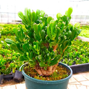 吸财树老桩多肉植物组合盆栽超大颗含盆黄金肉肉招财猫植物玉树庄