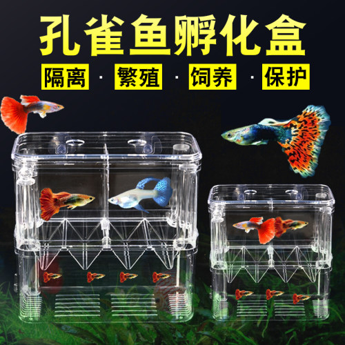 小鱼隔离盒素材模板 小鱼隔离盒图片下载 小麦优选