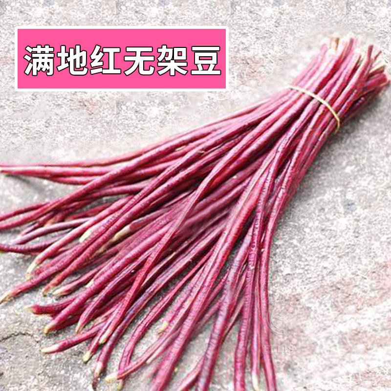 满地红无架豆种子不搭架紫红豇豆豆角籽四季春秋阳台盆栽蔬菜种孑