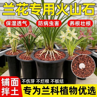 兰花专用火山石颗粒养花多肉植物通用营养土植料铺面石料拌土垫底