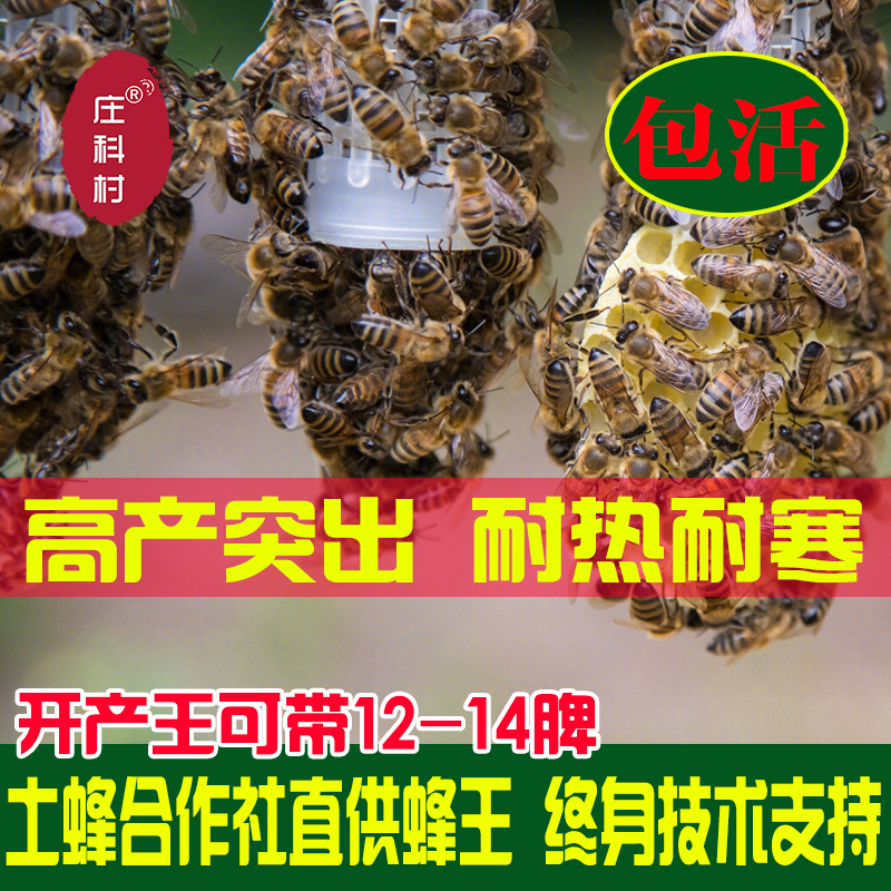 交尾阿坝新产包活蜂王