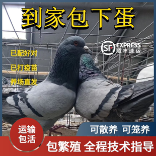 鸽子活物一对肉鸽原配种鸽下蛋王鸽白羽瓦灰银王信鸽青年鸽可繁殖