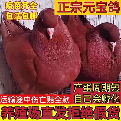 包下蛋繁殖活大型元宝鸽肉鸽种鸽