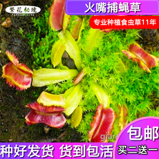 насекомоядное растение 火嘴捕蝇草【特色扑蝇草食虫植物稀有品种奇花异草】