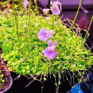 小蓝兔狸藻 水生陆生雨林缸耐阴植物挖耳草小型盆栽食虫植物