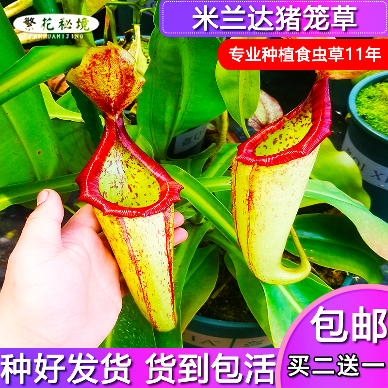 米兰达猪笼草【大型食人花褐色可以长很大吊篮盆栽绿植】 鲜花速递/花卉仿真/绿植园艺 食虫植物 原图主图