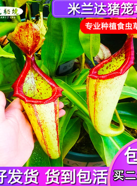绿植米兰达褐色可以吊篮猪笼草