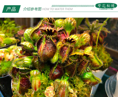 насекомоядное растение 土瓶草高端稀有品种巨人迷你可爱食虫植物盆栽黑色伊甸园大男孩