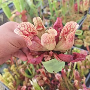 西尔维娅紫瓶子草 食虫植物