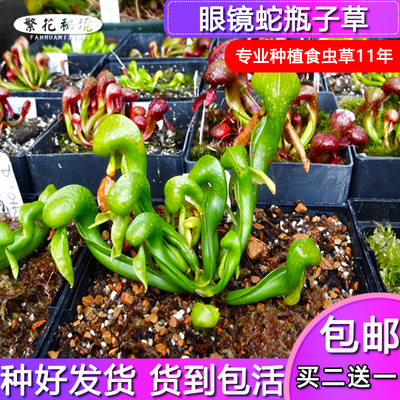 食虫植物窗台阳台春夏季