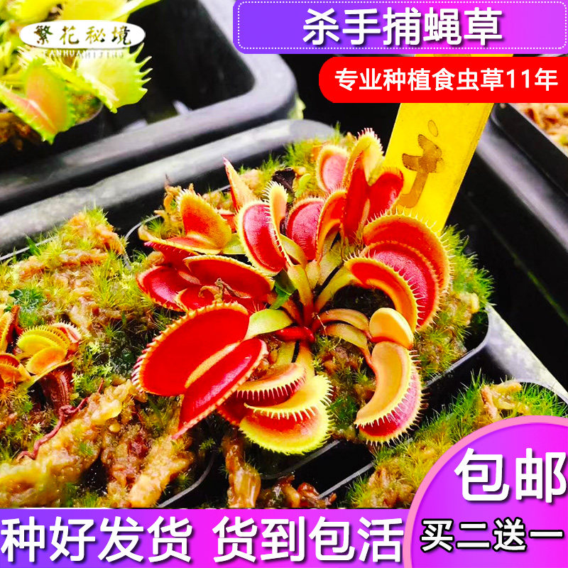 杀手捕蝇草【高端稀有品种奸笑异形】