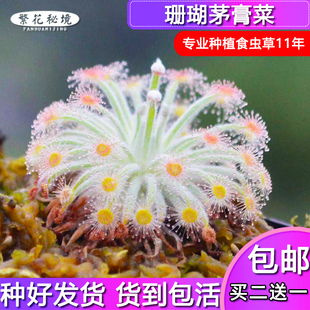 北领地珊瑚茅膏菜【热带植物夏季可暴晒可爱迷你办公室盆栽食人花