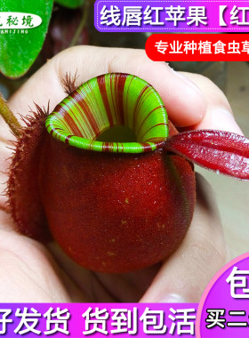 苹果猪笼草稀有食人花扑蝇草