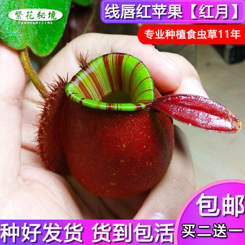 苹果猪笼草稀有食人花扑蝇草