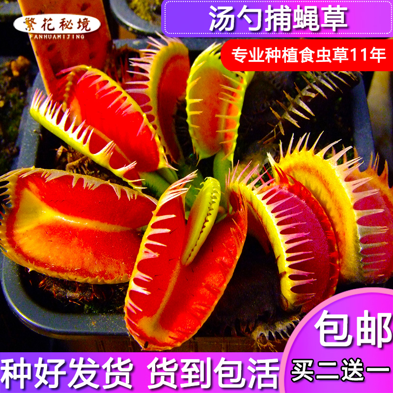汤勺捕蝇草特价包邮小苗食人花