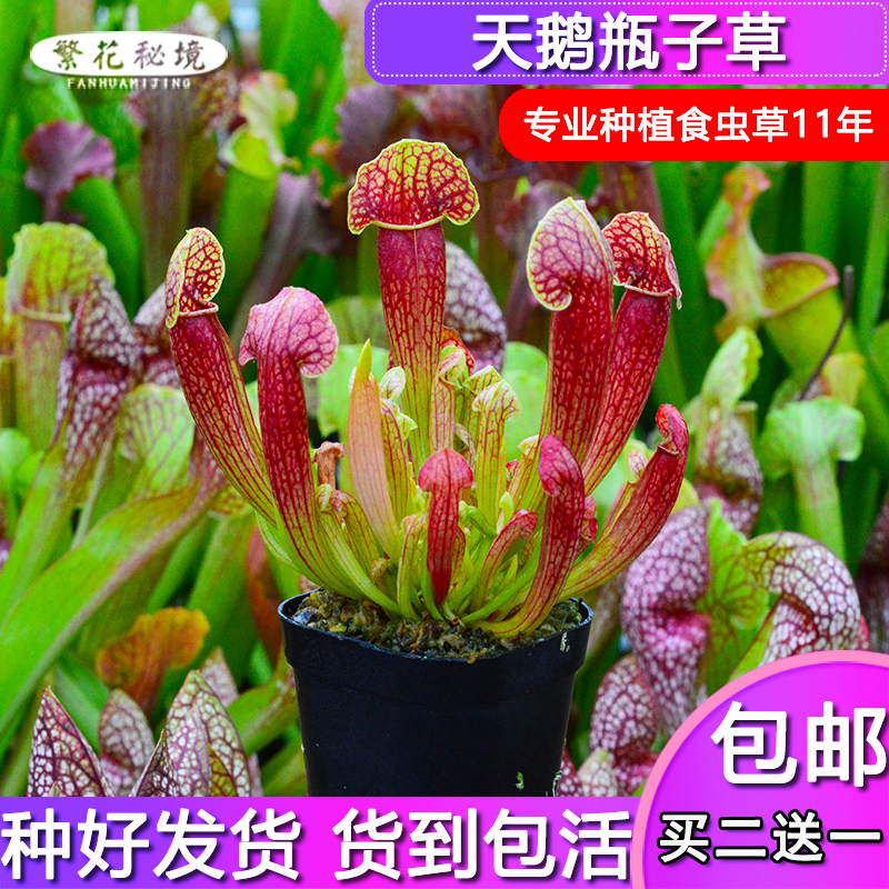 天鹅瓶子草【办公室桌面盆栽猪笼草捕蝇草食人花多肉绿植】