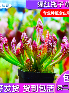 猩红瓶子草【紫色白斑蛇状瓶子草细长品种新手推荐盆栽绿植】