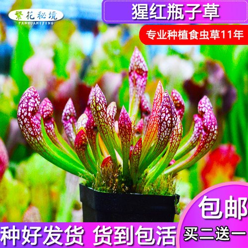 猩红瓶子草【紫色白斑蛇状瓶子草细长品种新手推荐盆栽绿植】
