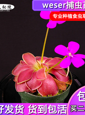 weser捕虫堇【樱花粉红色扑蝇草多肉办公室桌面迷你可爱盆栽】