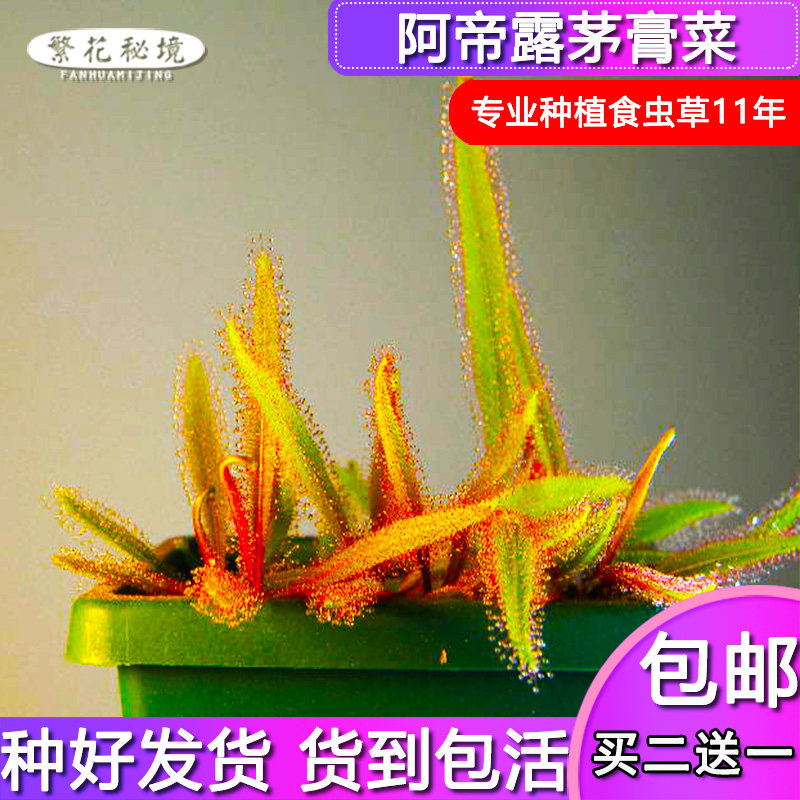 阿帝露大型茅膏菜【捕蝇草驱蚊植物食虫草扑蝇草绿植盆栽捕虫能手