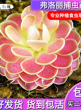 弗洛捕虫堇春夏季雨林缸窗台