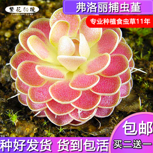 弗洛丽捕虫堇【小型迷你可爱粉红色扑蝇草多肉粘虫子黑飞盆栽】