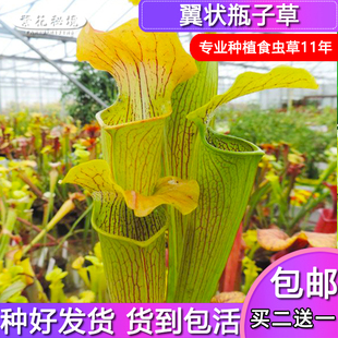 翼状瓶子草【大型食人花巨型直立落地盆栽桌面阳台新手推荐】