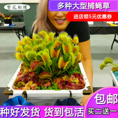 买二送一超大捕蝇草食人花驱蚊草猪笼草盆栽食虫水培绿植室内办公