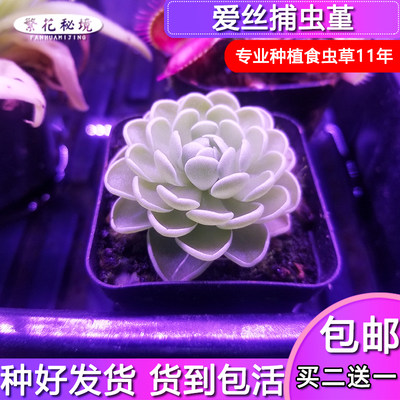 绿植爱丝耐阴桌面多肉盆栽捕虫堇