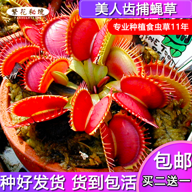 美人长齿品种贴地猪笼草奇花异草