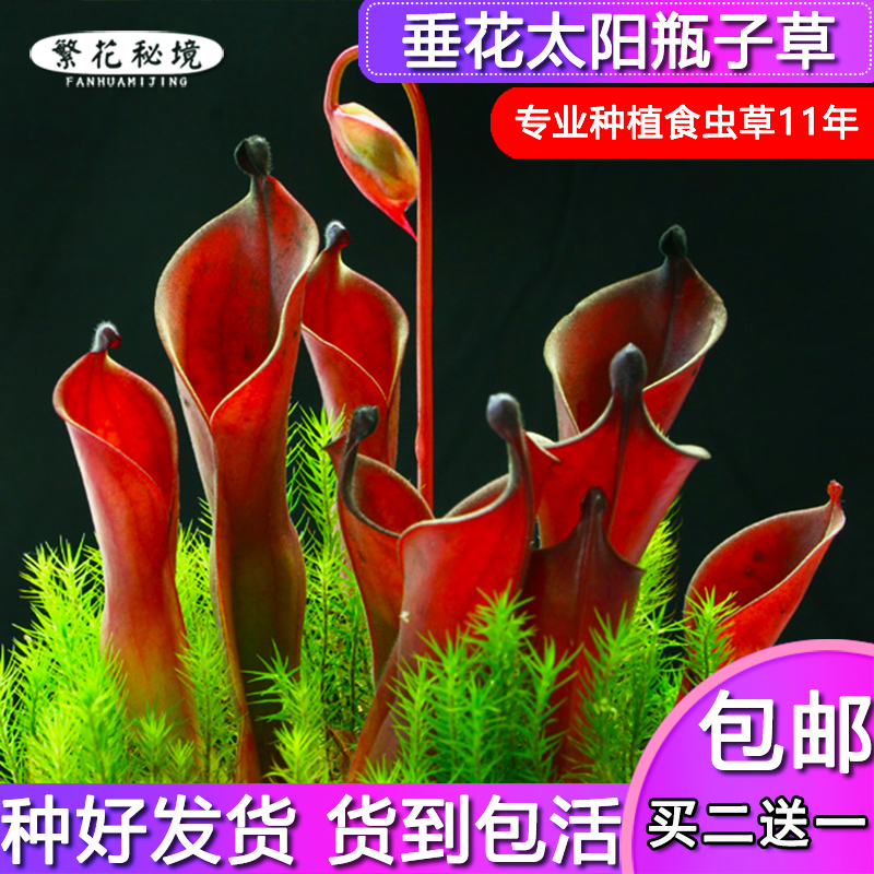 垂花太阳瓶子草【稀有品种猪笼草捕蝇草瓶子草茅膏菜】
