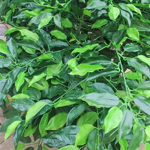 工厂直销仿真榕树假树室内外中大型装 饰假树酒店商场大厅展览拍摄