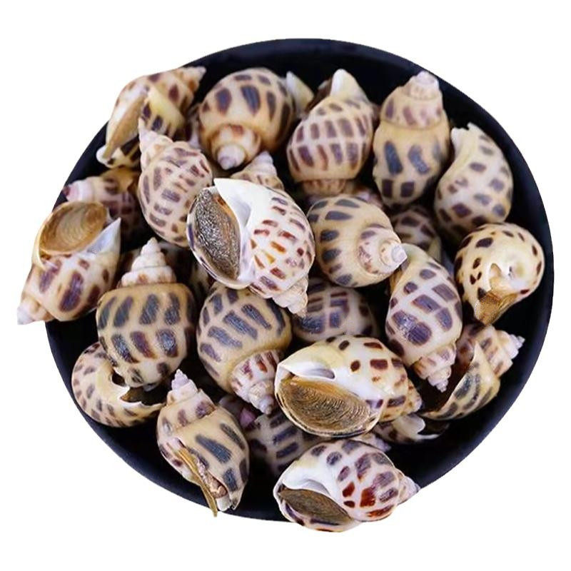 新鲜花螺香螺鲜活冷冻海螺方斑螺东风螺旺螺海鲜水产特大商用批发