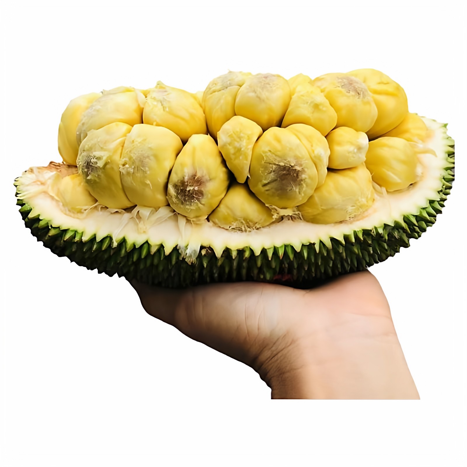 新鲜正宗多肉榴莲蜜小个尖蜜拉尖不拉巴掌迷你湿包菠萝蜜热带水果