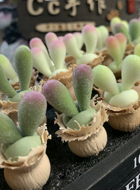 Cc手作树脂黏土仿真多肉植物毛汉尼小兔子碧光环桌面装饰生日礼物