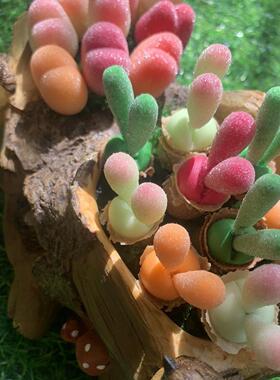 Cc手作树脂黏土仿真多肉植物毛汉尼小兔子碧光环桌面装饰生日礼物