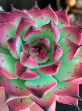 Cc手作原创树脂黏土仿真多肉植物观音莲永生不凋巧克力锦摆件生日