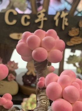 Cc仿真多肉植物成品手工树脂粘土花劳尔桌面室内桃蛋摆件生日礼物