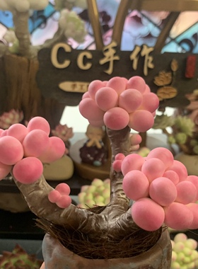 Cc仿真多肉植物成品手工树脂粘土花劳尔桌面室内桃蛋摆件生日礼物