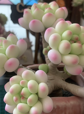 Cc仿真多肉植物成品手工树脂粘土花劳尔桌面室内装饰摆件生日礼物