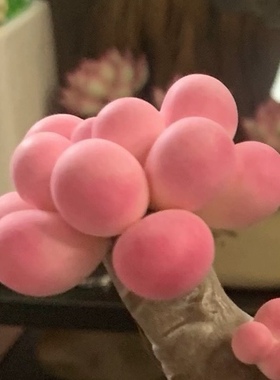 Cc仿真多肉植物成品手工树脂粘土花劳尔桌面室内桃蛋摆件生日礼物