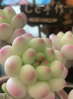 Cc仿真多肉植物成品手工树脂粘土花劳尔桌面室内装饰摆件生日礼物