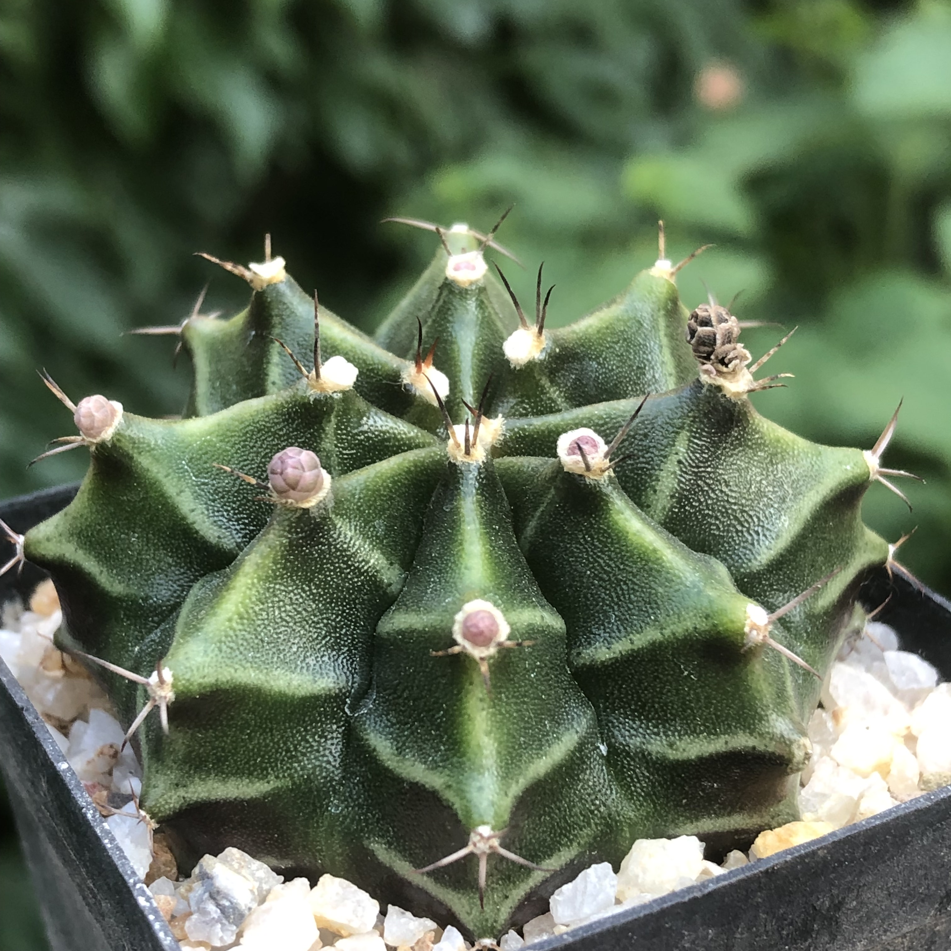 绯牡丹仙人球摆办开花