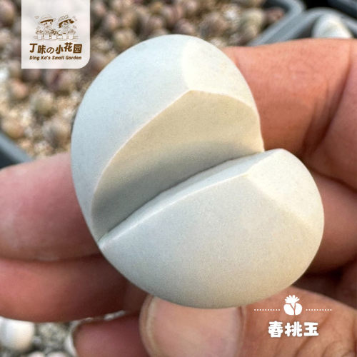 春桃玉多肉植物肉锥生石花花卉绿植盆栽创意生活阳台办公室萌物