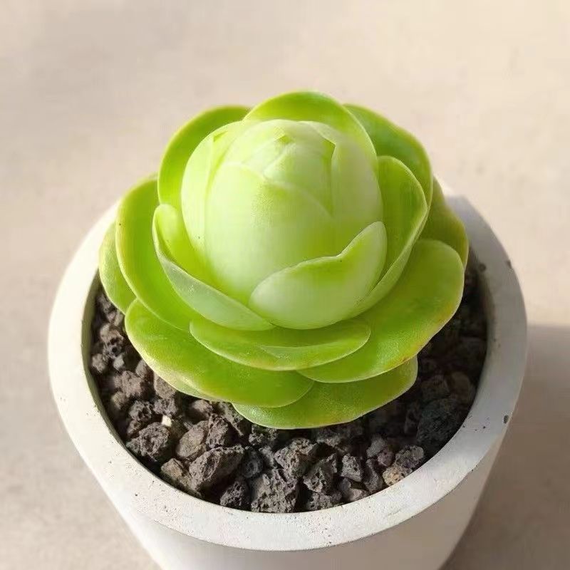 稀有品种鸡蛋玫瑰山地玫瑰多肉植物耐热好度夏盆栽花卉可爱包子型