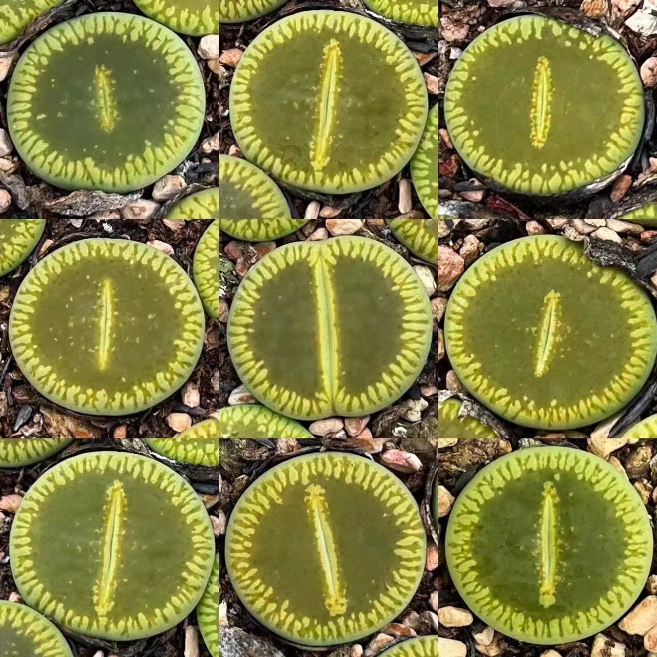 绿光阳生石花一物一拍三年绿流水全窗日轮玉c48a新手阳台多肉植物