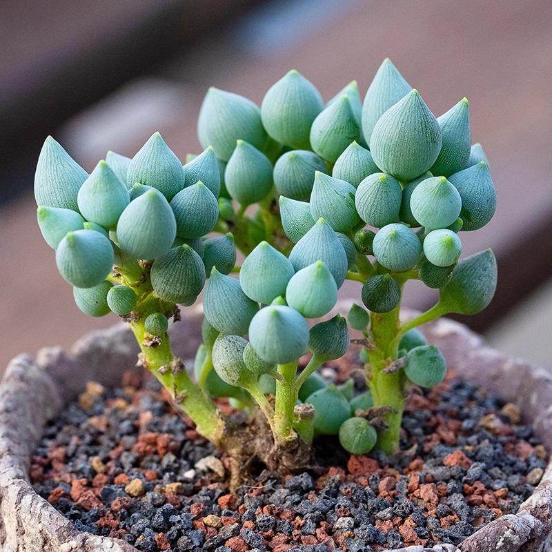 丁咔锦上珠菊科千里光属多肉植物半透明子西瓜藤卧室桌面小盆栽