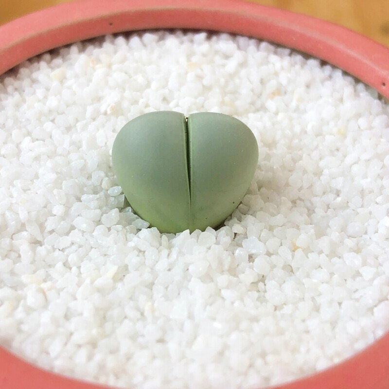 肉锥番杏科生石花办公室萌宠植物