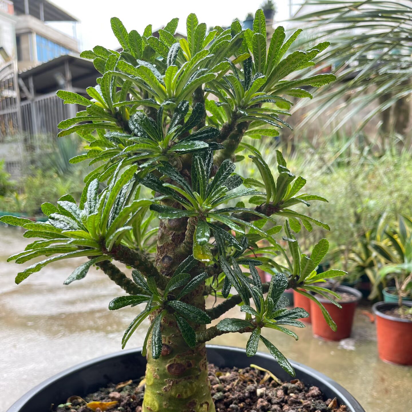 泡泡叶巨琉桑实生原盆土稀有块根夏季潮流块根多肉植物