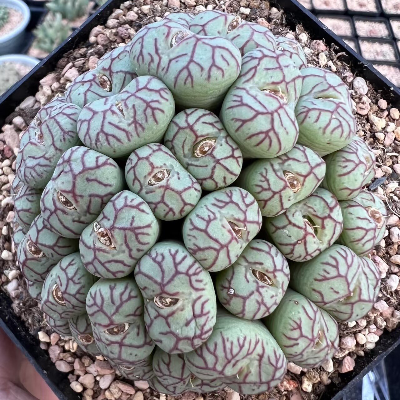 丁咔猴脸青姬肉锥多肉红纹清姬迷你盆栽新手阳台多肉植物好养